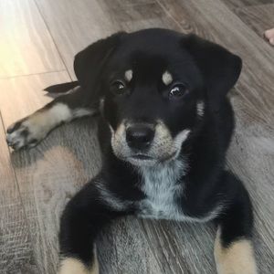 Meet your Posher, Taylor